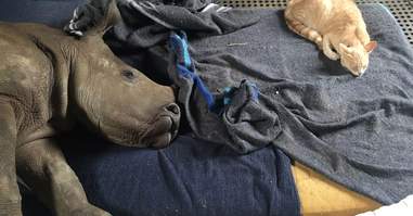 Orphaned rhino and rescue cat take a nap