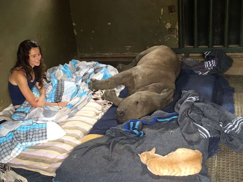 Caretaker watches over napping orphaned rhino and her rescue cat