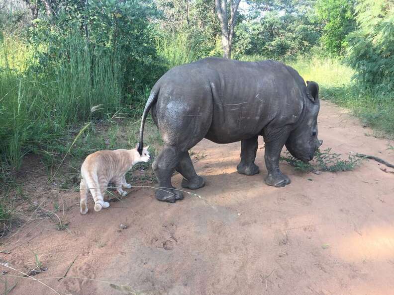 Rescue cat follows orphaned rhino