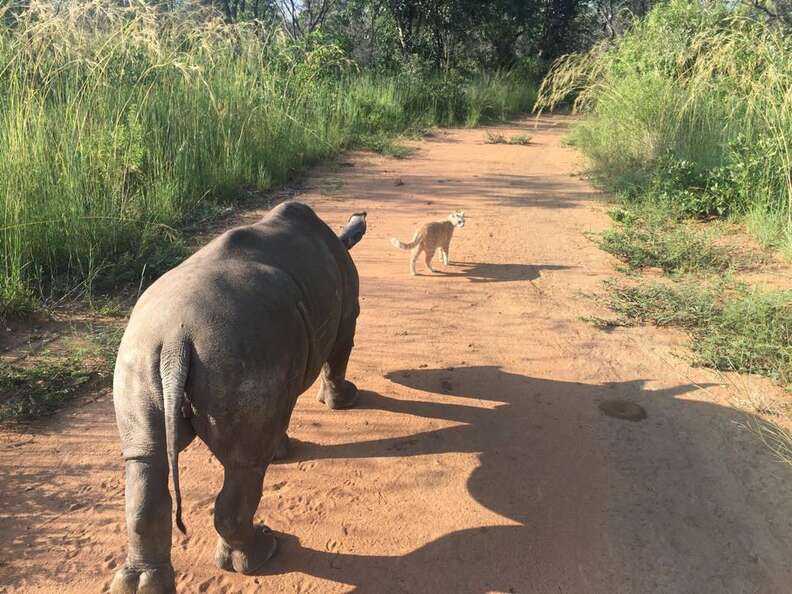 Rhino follows cat friend