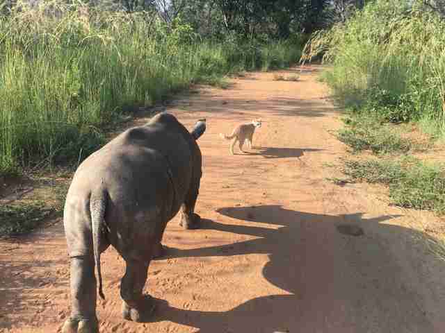 rhino jelly cat