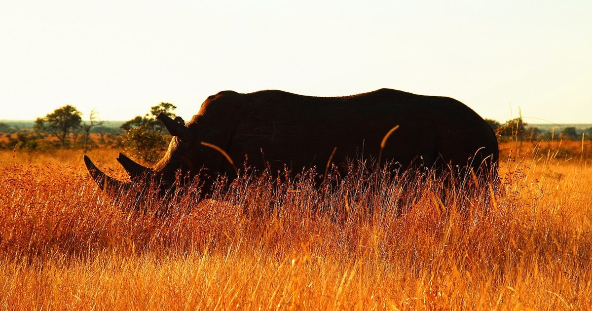 case 27 rhino capture in kruger national park in crafting executing strategy Crafting and executing strategy : this edition provides an unparalleled case line up of 28 cases 25 of the 28 cases rhino capture in kruger national park. case 27 rhino capture in kruger national park in crafting executing strategy Crafting and executing strategy : this edition provides an unparalleled case line up of 28 cases 25 of the 28 cases rhino capture in kruger national park.