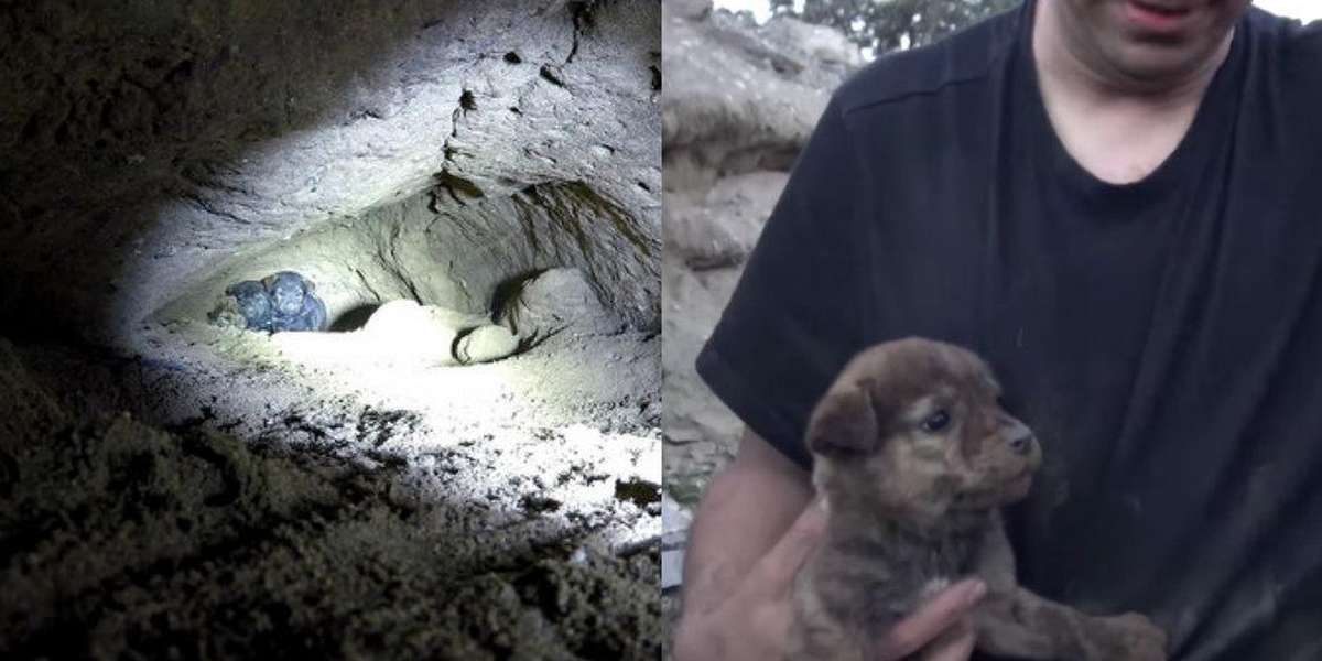 Man Rescues 9 Puppies Living In A Tiny Cave - The Dodo