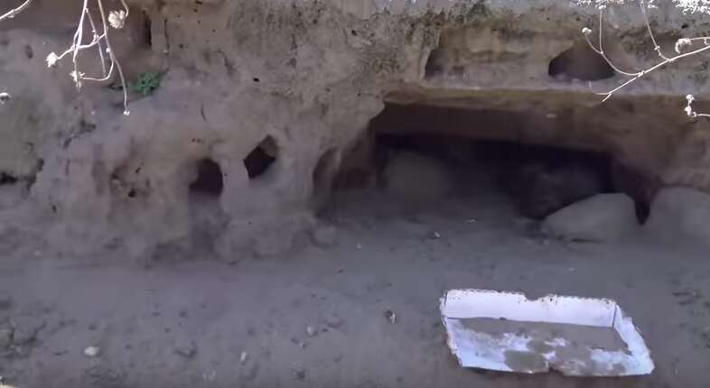 man crawls into tiny cave to save abandoned puppies