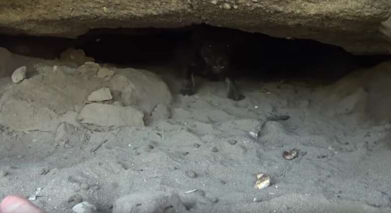 man crawls into tiny cave to save abandoned puppies