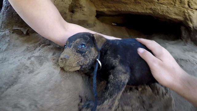 man crawls into tiny cave to save abandoned puppies