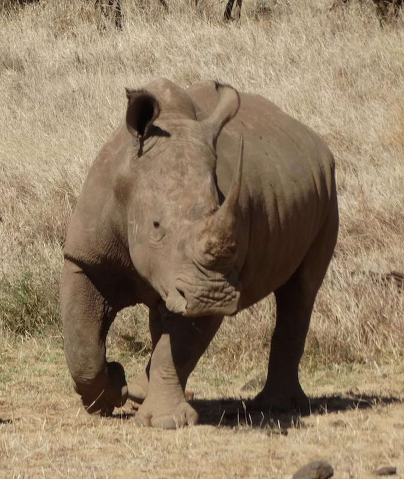 Tiny Rhino Is The 'Miracle Baby' His Mom Was Never Supposed To Have ...