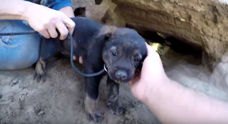 man crawls into tiny cave to save abandoned puppies