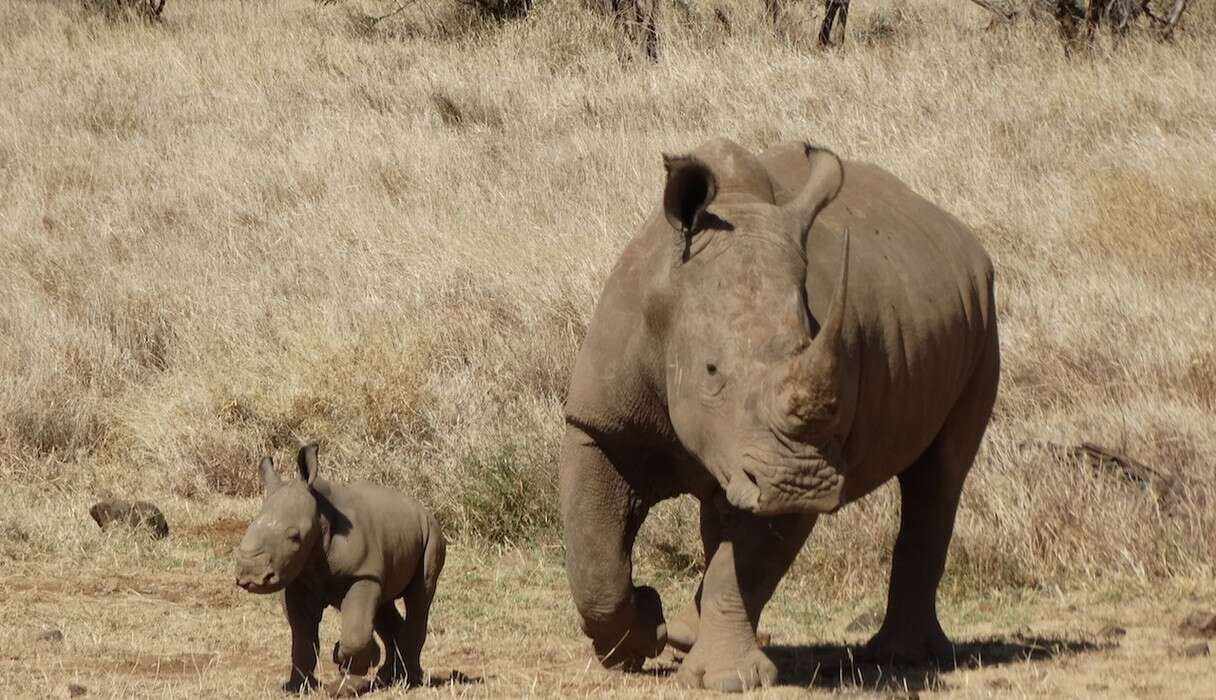 Tiny Rhino Is The 'Miracle Baby' His Mom Was Never Supposed To Have ...