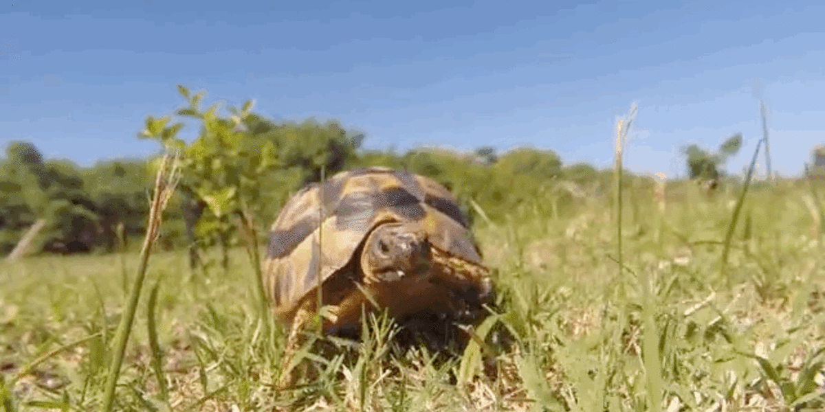 Tortoise-Eye-View: Cruising Through The Grass In South Africa - The Dodo