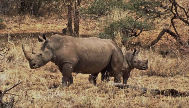 Tiny Rhino Is The 'Miracle Baby' His Mom Was Never Supposed To Have ...