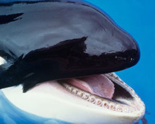 NO RUSSIAN #OLYMPIC #ORCAS & #DOLPHINS! http://t.co/2PfciZhnGh #SOCHI # ...