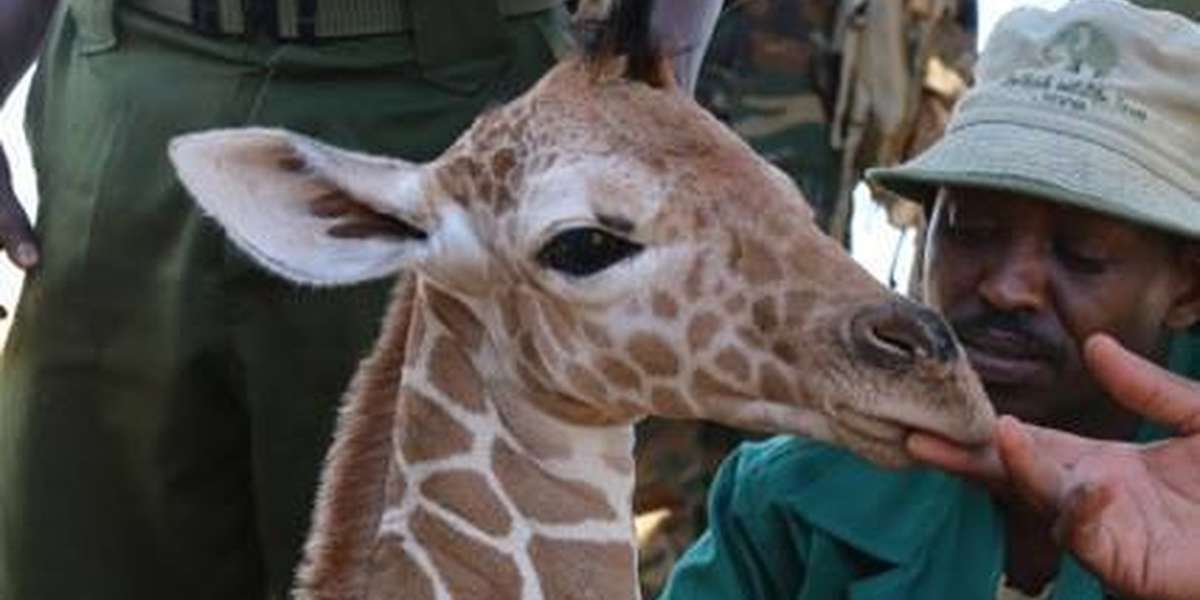 The World Just Found Out There Are Actually FOUR Species Of Giraffes ...