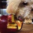 How To Make An Apple Puzzle For Your Dog