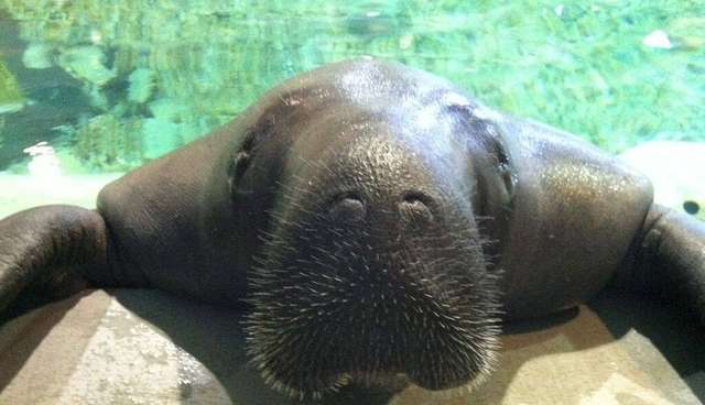 manatee has spent 67 years in a tank and never seen the ocean