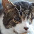 One-Eyed Cat Waited 1,461 Days For His Family To Find Him