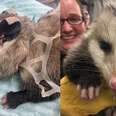 Opossum Who Got Stuck In Plastic Rings Is Growing Up Big And Strong