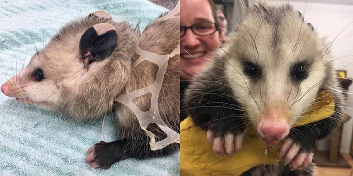 Opossum Who Got Stuck In Plastic Rings Is Growing Up Big And Strong - The  Dodo