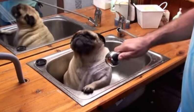 Pug 2025 in bathtub