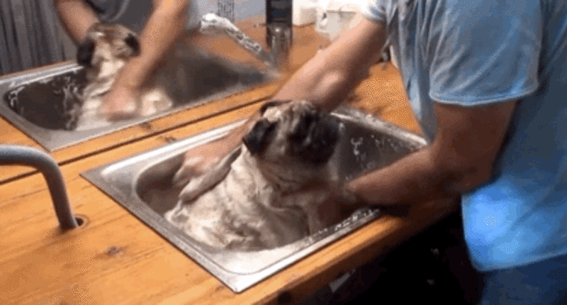Pug In A Tub Proves Nothing Is Better Than Doggy Bath Time - The Dodo