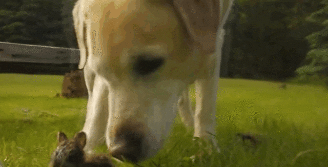 Dog Meets Baby Bunny And Decides To Keep Him Forever - The Dodo