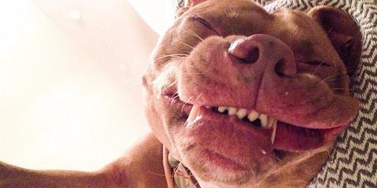 Rescue Pit Bull Has A Beautifully Goofy Face For Every Occasion - The Dodo