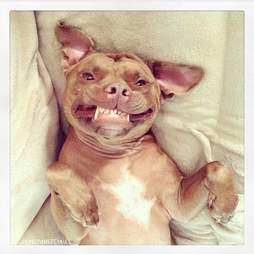 Rescue Pit Bull Has A Beautifully Goofy Face For Every Occasion - The Dodo