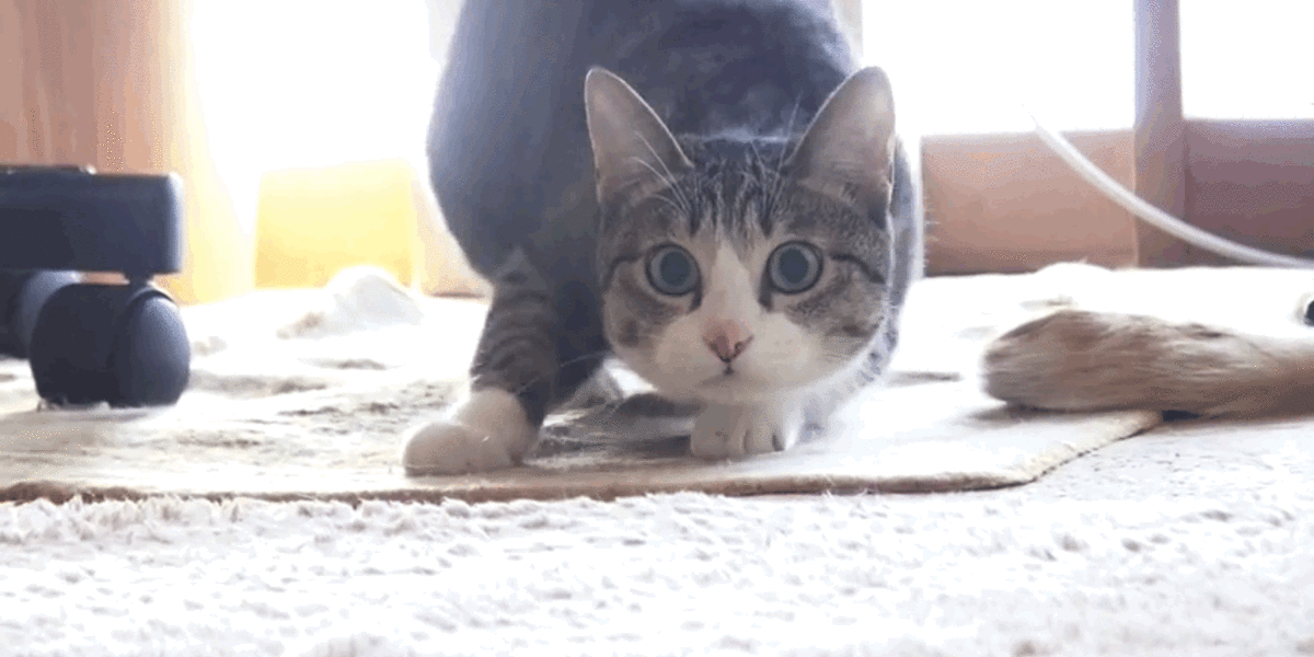 This Cat Gets Bootylicious Before Pouncing - The Dodo