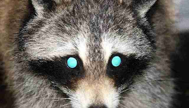 Are Racoons Blind