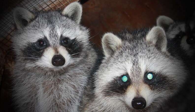 Blind Raccoon Who Lost Her Own Babies Became Everyone Else's Mother ...