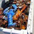 Fisherman Finds Lobster Who's So Special He Has To Save Him
