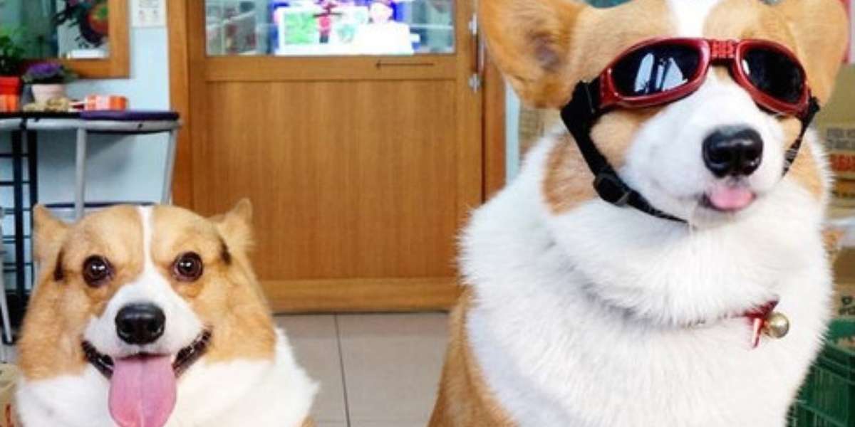 11 Dog Besties Who Are Total Dynamic Duos - The Dodo