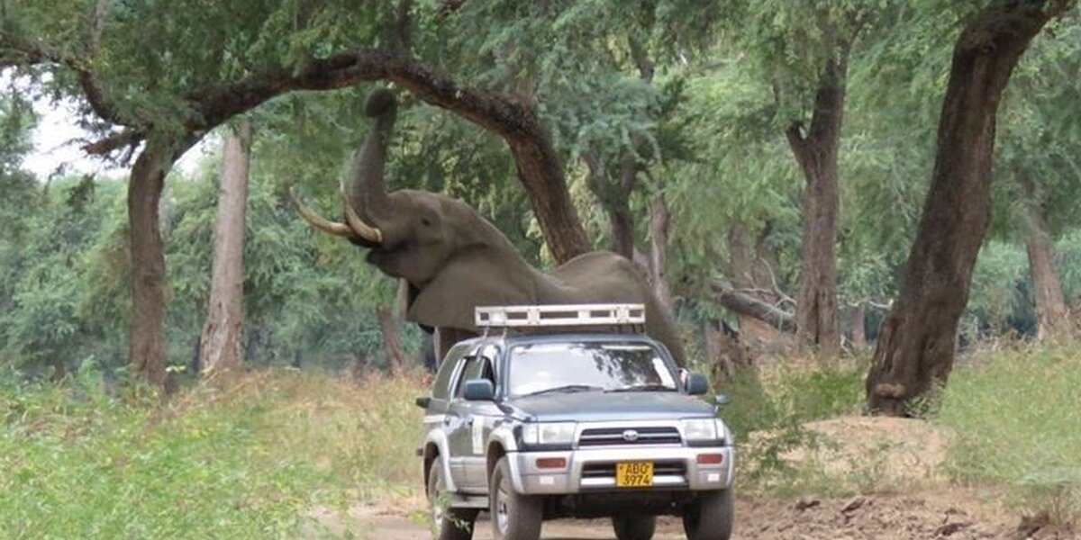 Gentle Elephant Shot In Head Walks Up To Truck To Ask For Help - The Dodo