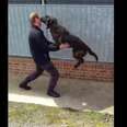 The Moment Police Dogs See Their Handler For The First Time In Weeks