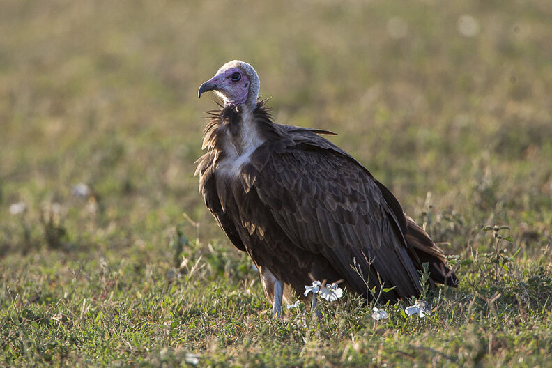 9 Quirky Animals With Very Special Ways Of Pooping - The Dodo