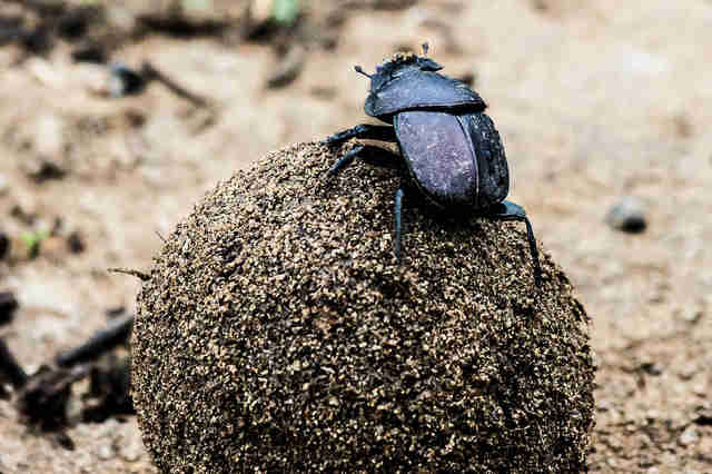 Dodo Bug 的图像结果