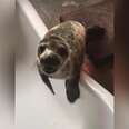 Seal Pup Rescued From Side Of Road Loves Her New Bathtub