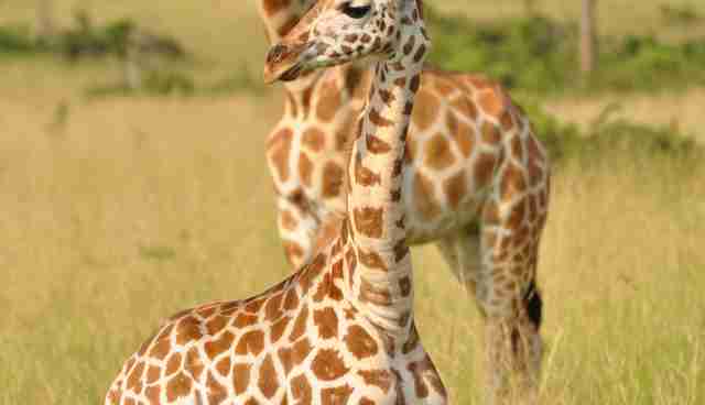 What You Don T Know About Giraffes Might Move You To Tears The Dodo