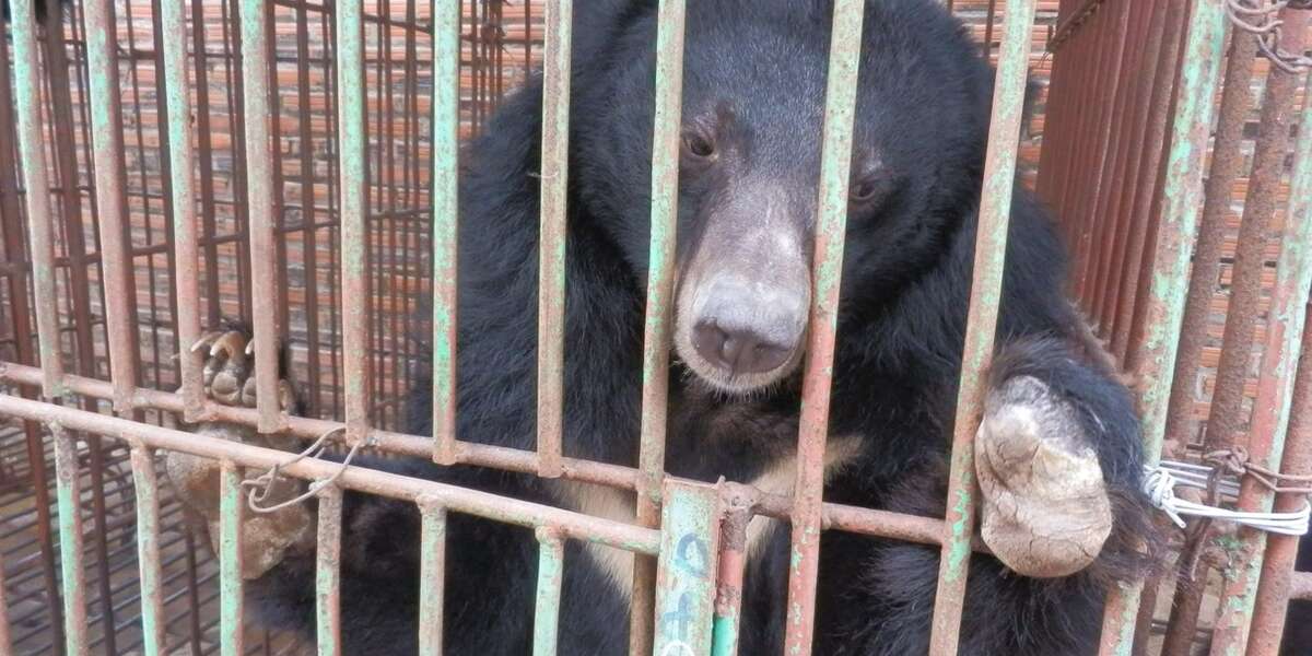 Caged Moon Bears May Have Just Received Their Death Sentence The Dodo