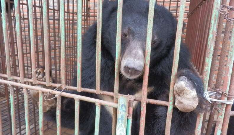 Caged Moon Bears May Have Just Received Their Death Sentence - The Dodo