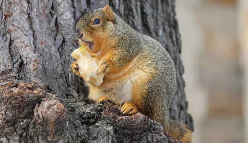 You're Not Nuts, Squirrels Are Extra Fat This Year - The Dodo