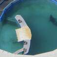 World's Loneliest Orca Still Stuck In America's Tiniest Tank
