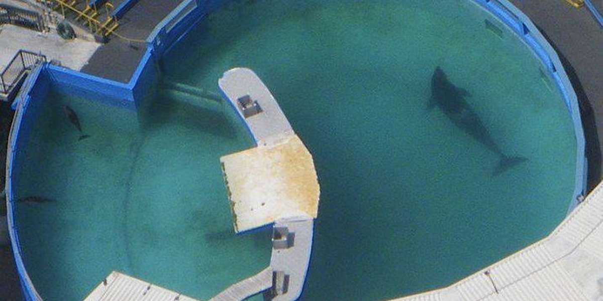 World S Loneliest Orca Still Stuck In America S Tiniest Tank The Dodo