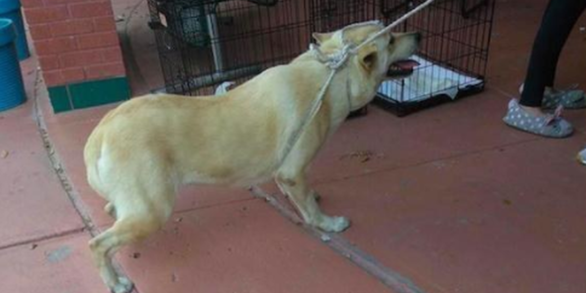 Dog Dragged By Rope Into Shelter Will Never Be Scared Again - The Dodo