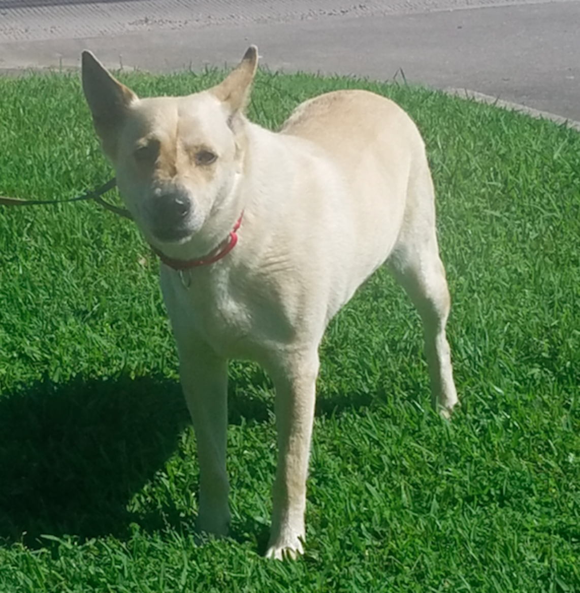 Dog Dragged By Rope Into Shelter Will Never Be Scared Again The Dodo