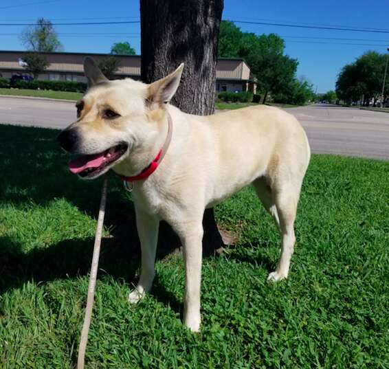 Dog Dragged By Rope Into Shelter Will Never Be Scared Again - The Dodo