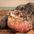 The Inside Of A Sea Turtle's Mouth Looks Like A Nightmare