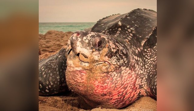 the-inside-of-a-sea-turtle-s-mouth-looks-like-a-nightmare-the-dodo