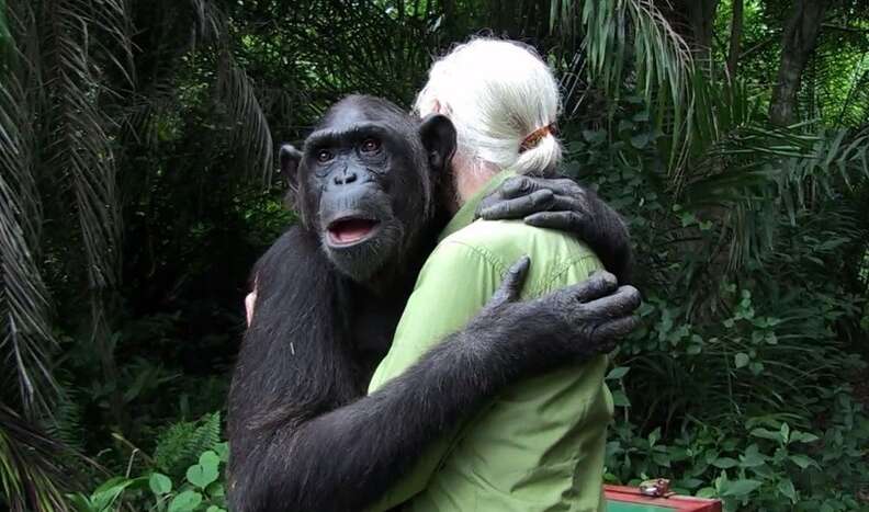 Rescued Chimp Returns To Wild, Hugs Rescuer Goodbye - The Dodo