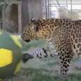 Jaguar Caged For Years Now Gets To Play All The Time